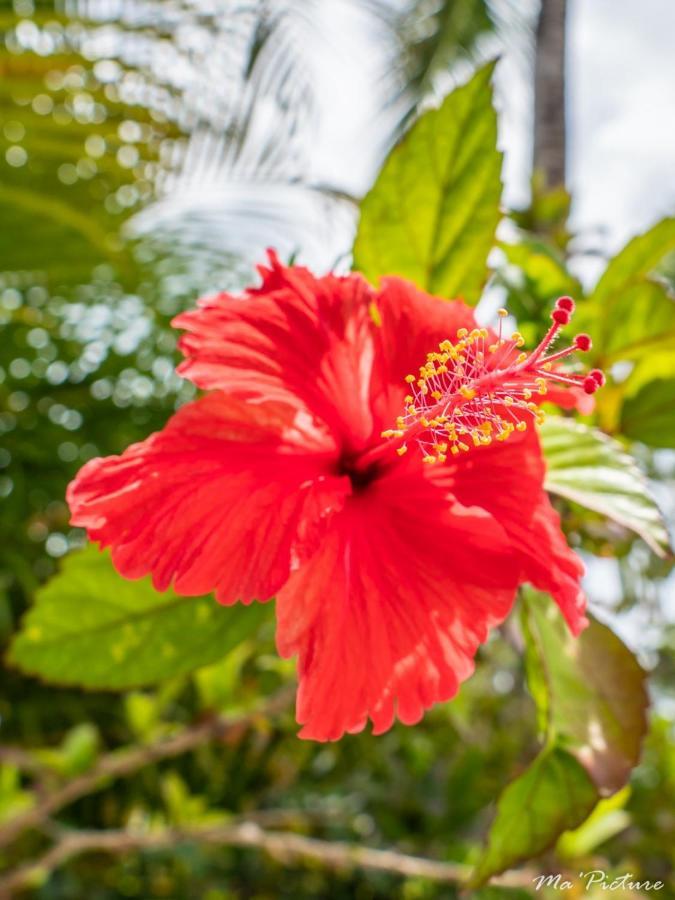 Résidence Villas Les Hibiscus Las Terrenas Extérieur photo